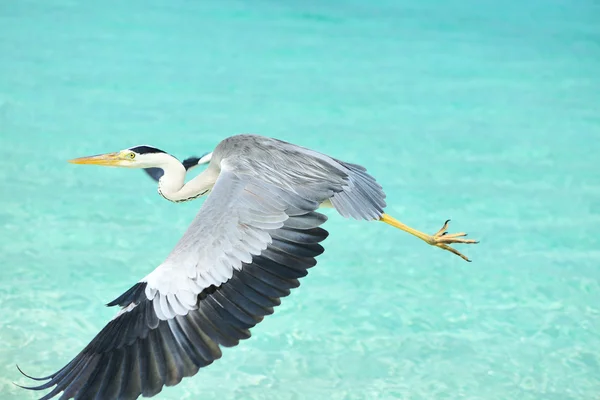 Heron at the beach — Stock Photo, Image