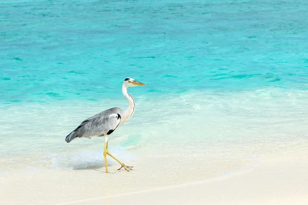 Garça na praia — Fotografia de Stock