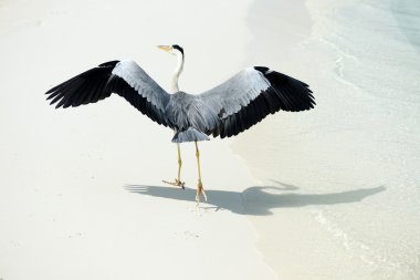 Heron Beach