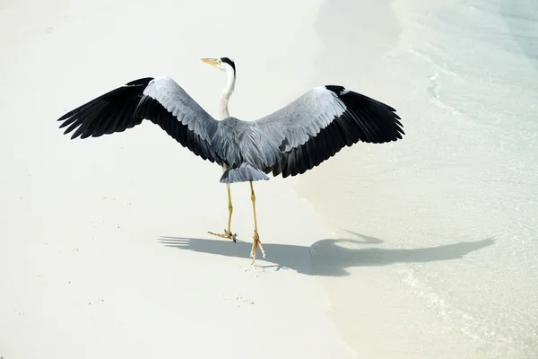 Heron at the beach — Stock Photo, Image