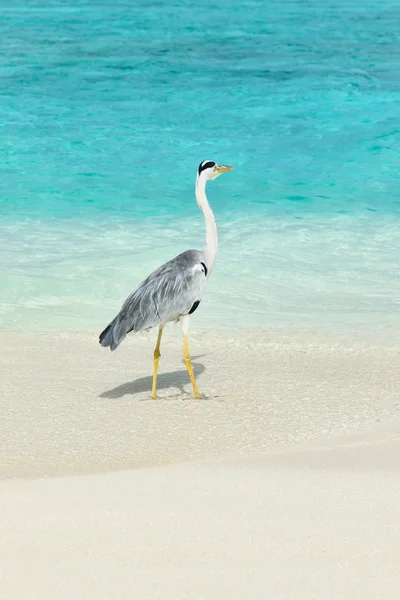 Heron op het strand — Stockfoto