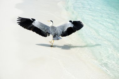 Heron Beach