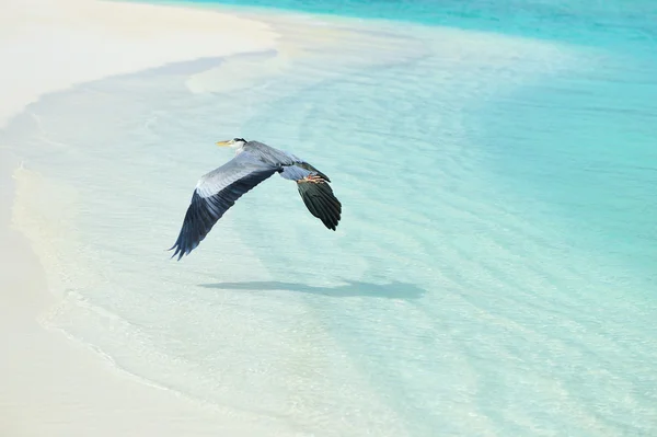 Heron op het strand — Stockfoto