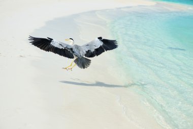 Heron Beach