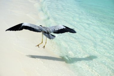 Heron Beach