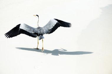 Heron Beach