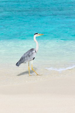 Heron Beach