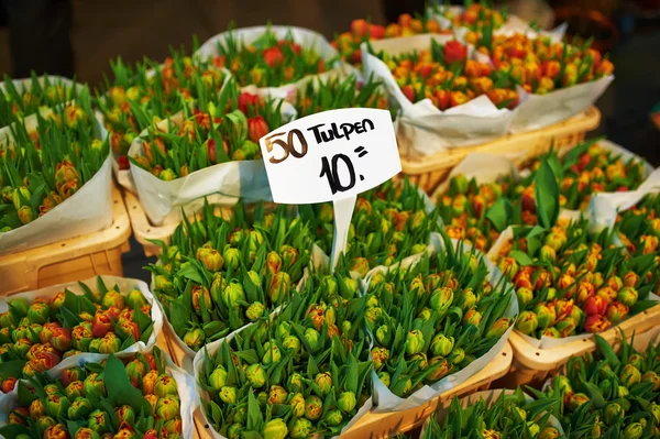 Amsterdams blomstermarknad — Stockfoto
