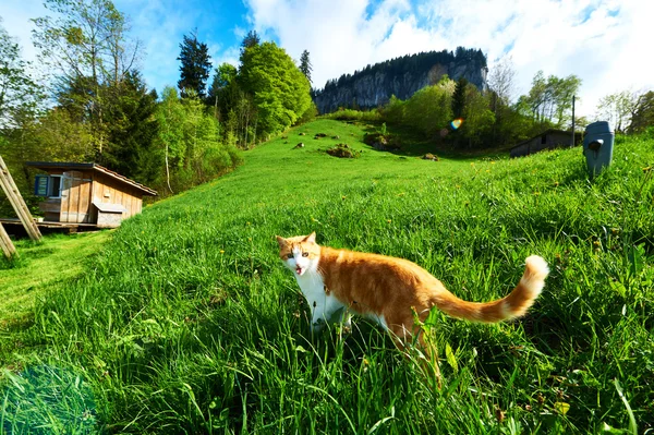 Gato camina en el prado — Foto de Stock