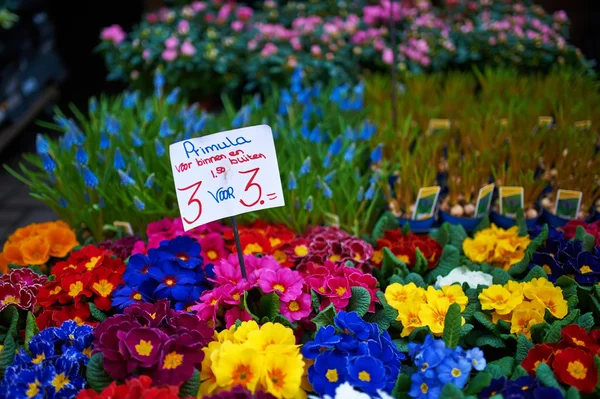 Amsterdam mercado de flores — Fotografia de Stock