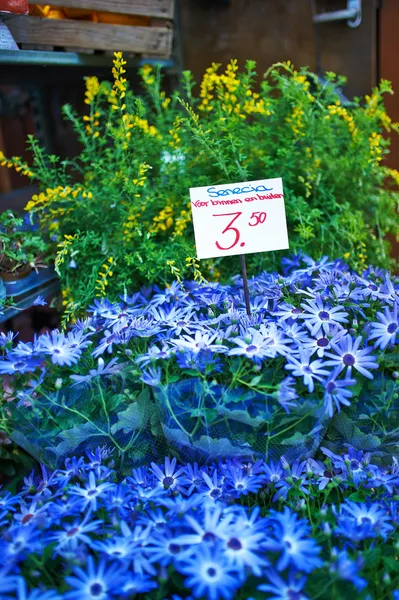 Amsterdam Blumenmarkt — Stockfoto