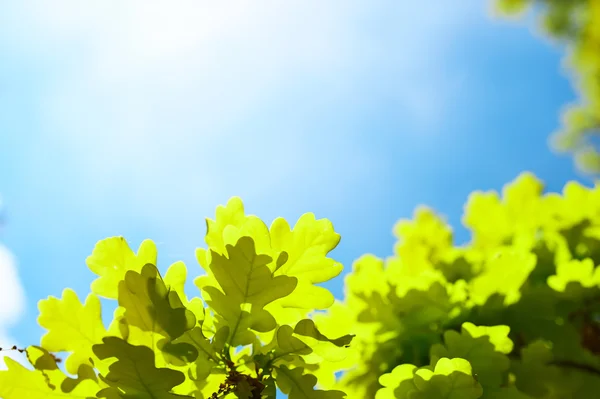 Bahar meşe yaprakları — Stok fotoğraf