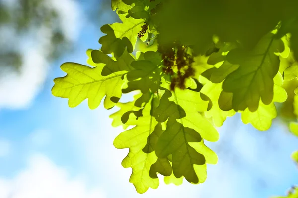 Folhas de carvalho primavera — Fotografia de Stock