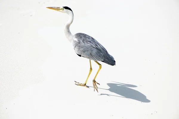 Garça na praia — Fotografia de Stock