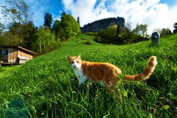Cat walks in the meadow — Stock Photo, Image