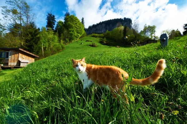 Katze geht auf die Wiese — Stockfoto