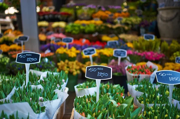 Amsterdam mercado de flores — Fotografia de Stock