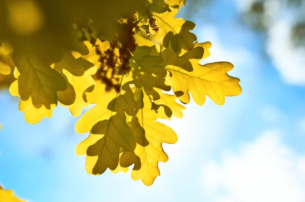 Őszi tölgyfa levelek — Stock Fotó