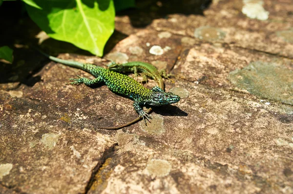 Couple of green lizards — Stock Photo, Image