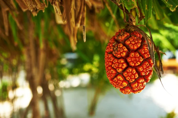 Šroub borovice ovoce nebo pandanus — Stock fotografie