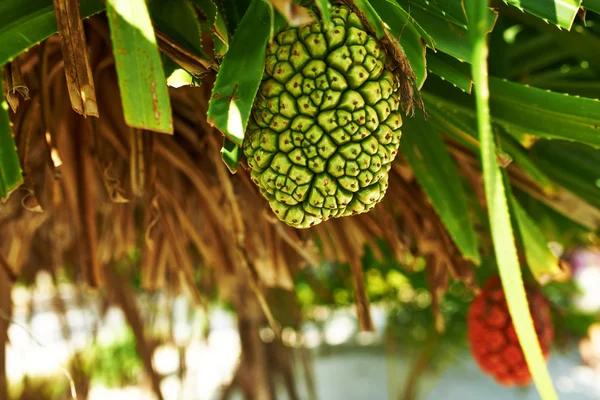 vida çam meyve veya pandanus