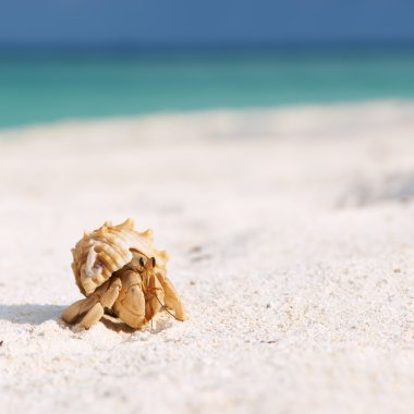 Yalnızcıl Yengeç plajda