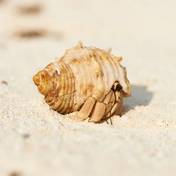 Краб-отшельник на пляже — стоковое фото