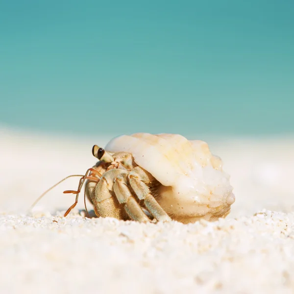 Caranguejo eremita na praia — Fotografia de Stock