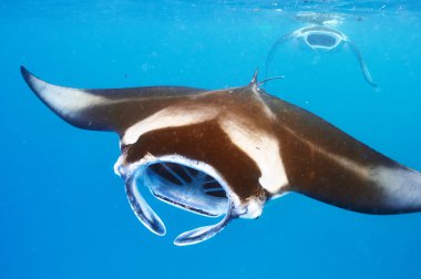 Manta ışınları sualtı yüzer 