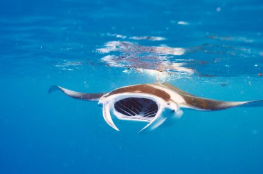 Manta ışınları sualtı yüzer 