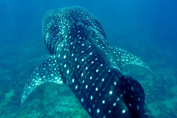 Tubarão-baleia nadando em águas azuis cristalinas nas Maldivas — Fotografia de Stock