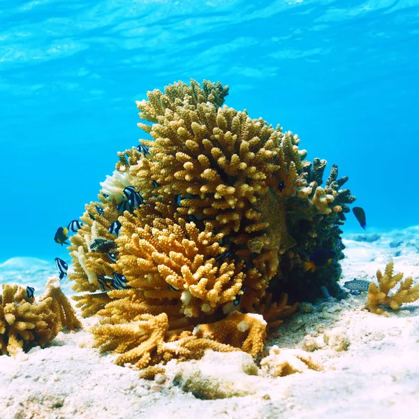 Кораловий риф на Мальдівах — стокове фото