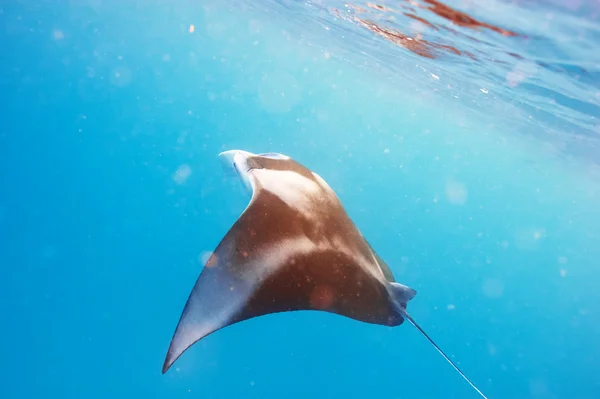 Manta ray flytande under vattnet — Stockfoto