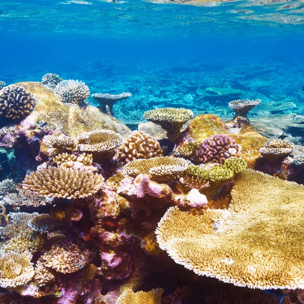 Korálový útes na Maledivy — Stock fotografie