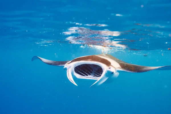 Mantarochen schwimmt unter Wasser — Stockfoto