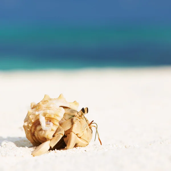 Granchio eremita in spiaggia — Foto Stock