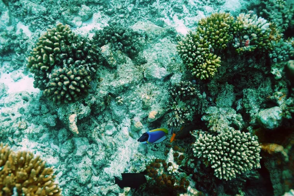 Arrecife de coral en Maldivas —  Fotos de Stock