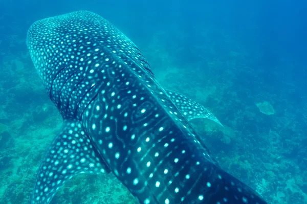 Tiburón ballena en Maldivas —  Fotos de Stock