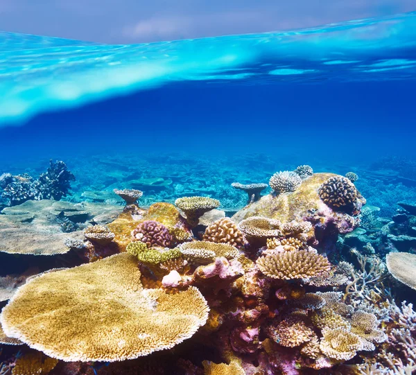 Arrecife de coral en Maldivas —  Fotos de Stock