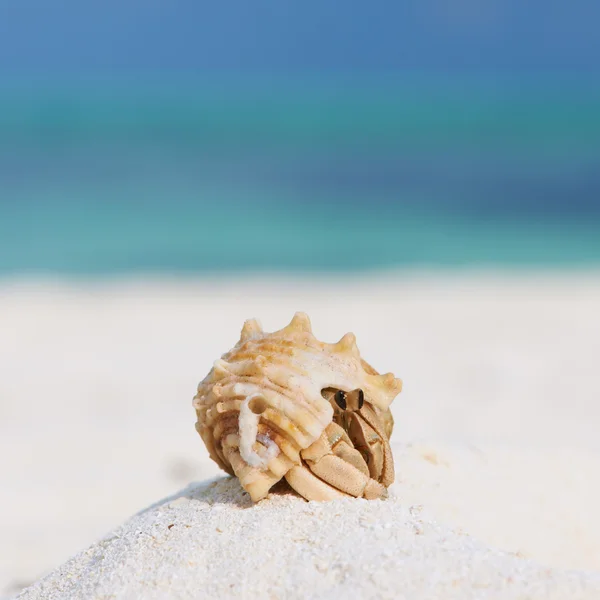 Poustevník krab na pláži — Stock fotografie