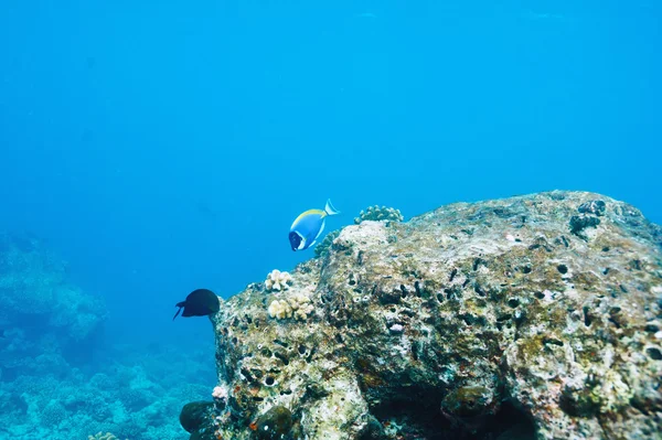 Koralikowa rafa na Malediwy — Zdjęcie stockowe