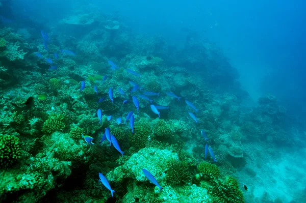 Korallrev på Maldiverna — Stockfoto