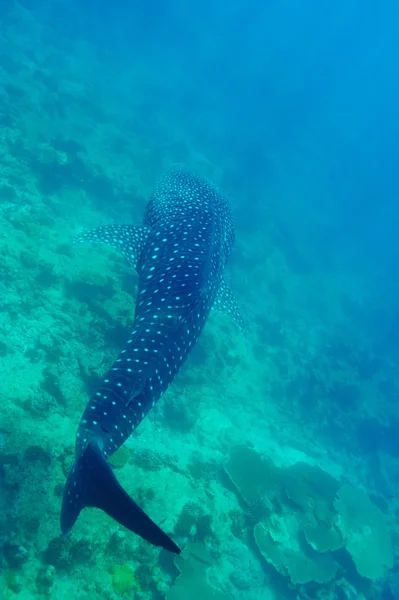 Tubarão-baleia nas Maldivas — Fotografia de Stock