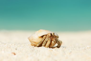 Yalnızcıl Yengeç plajda