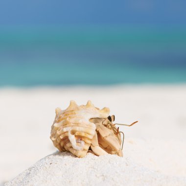 Yalnızcıl Yengeç plajda