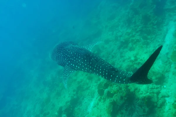 Whale Shark swimming  in crystal clear blue waters at Maldives — Stock Photo, Image