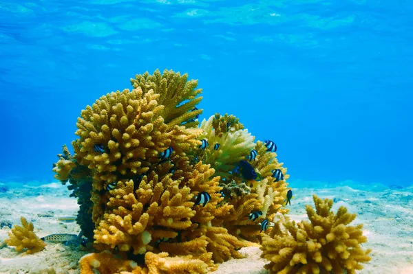 Arrecife de coral en Maldivas — Foto de Stock