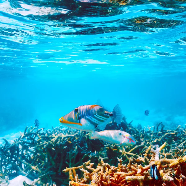 Arrecife de coral en Maldivas — Foto de Stock