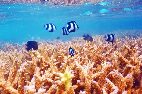 Barriera corallina alle Maldive — Foto Stock