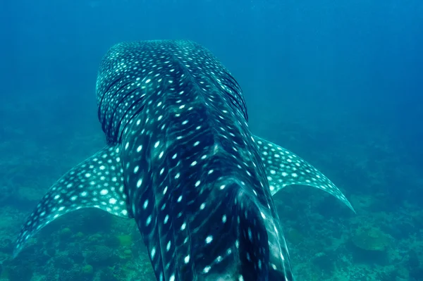 Tubarão-baleia nadando em águas azuis cristalinas nas Maldivas — Fotografia de Stock